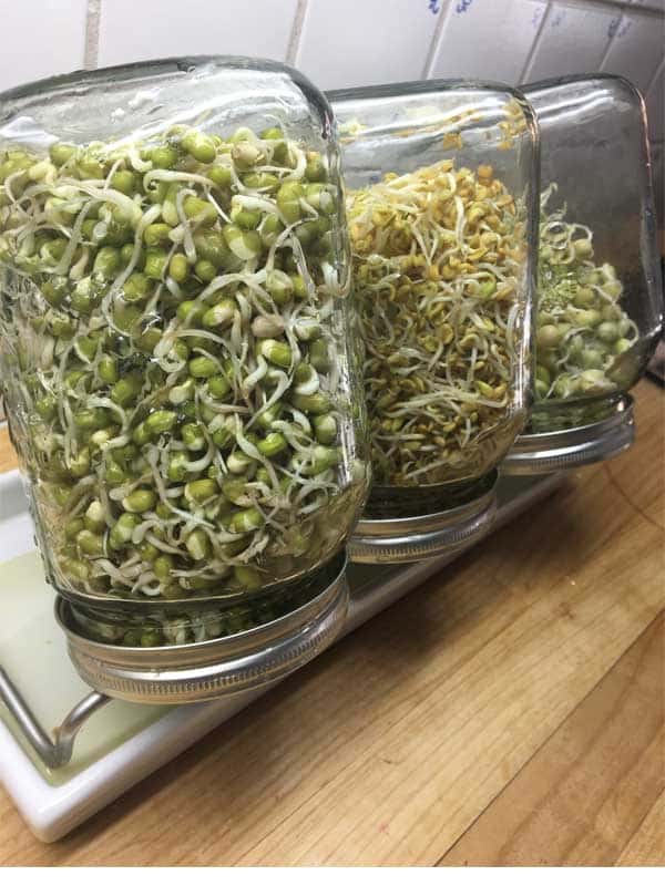 spire mungbonner i spireglass spire mungbonner i spireglass