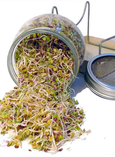 spire china rose i spireglass spire china rose i spireglass