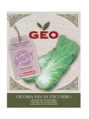 Chicory ‘pan di Zucchero’ øko frø 6 g