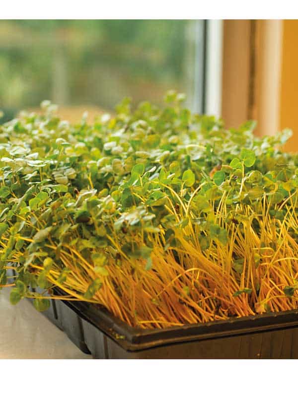 bokhvete spirer bokhvete spirer