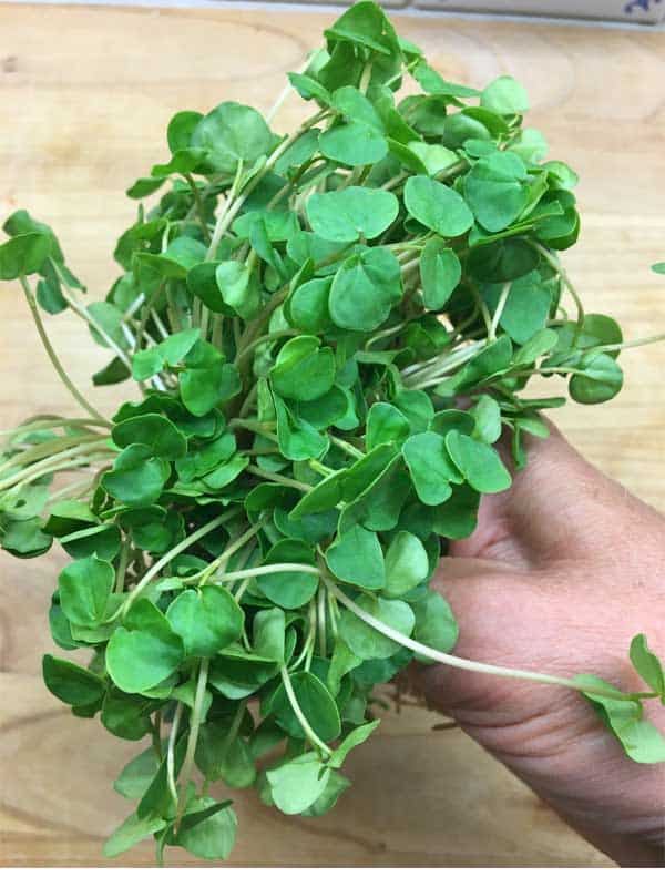 bokhvete spiret microgreens bokhvete spiret microgreens