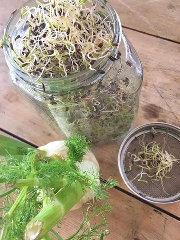 fennikelspirer i spireglass fennikelspirer i spireglass