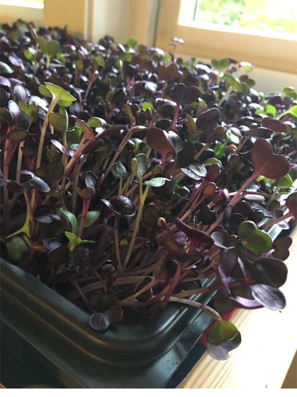 rod reddik spirer rod reddik spirer