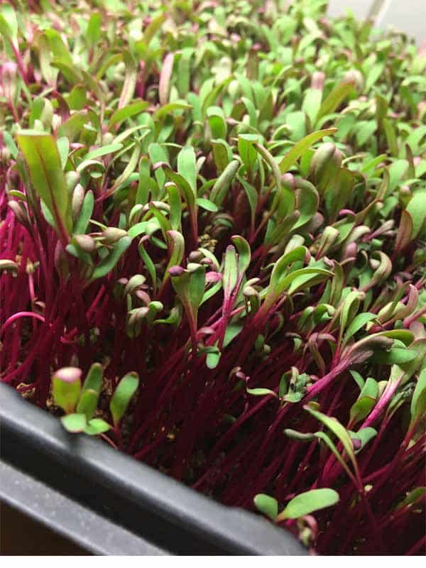 rode kaalspirer okologisk rode kaalspirer okologisk