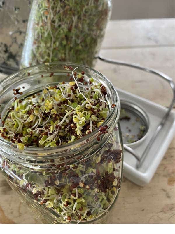 brokklispirer inni spireglass brokklispirer inni spireglass