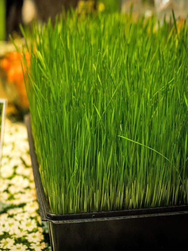 speltgress spiret speltgress spiret