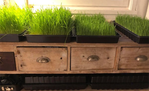 hvetegress i ulike stadier dyrket hvetegress i ulike stadier dyrket