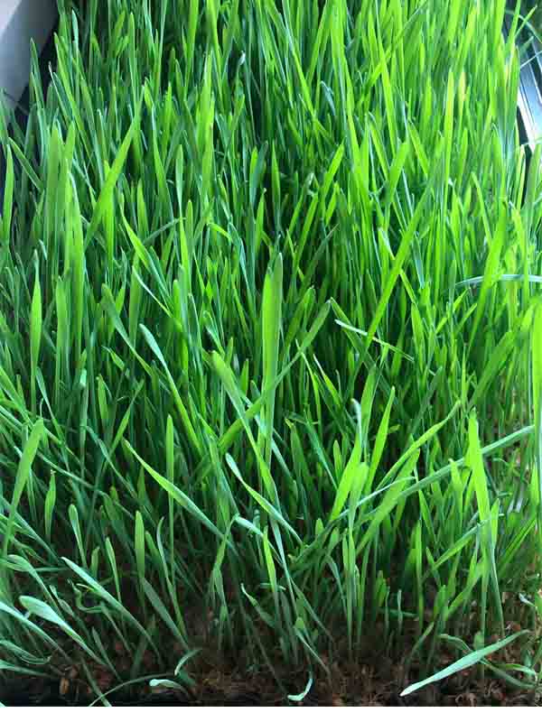 hvetegress som gror i kasse hvetegress som gror i kasse
