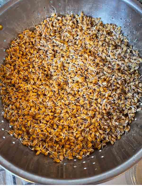 spire hvetegress i dorslag spire hvetegress i dorslag