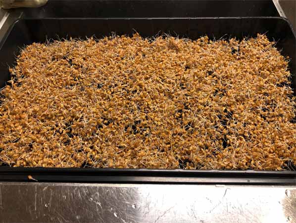 spire hvetegress korn spire hvetegress korn