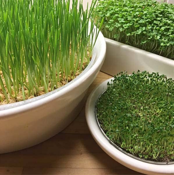 spire hvetegress ruccula og chia spire hvetegress ruccula og chia