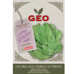 Chicory ‘Trieste sweet’ økologisk salat