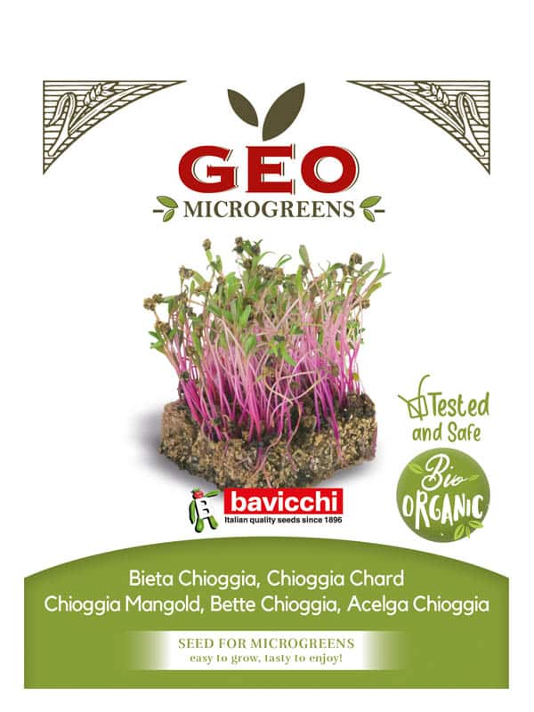 Rødbet Polkabete microgreens 15 g okologisk